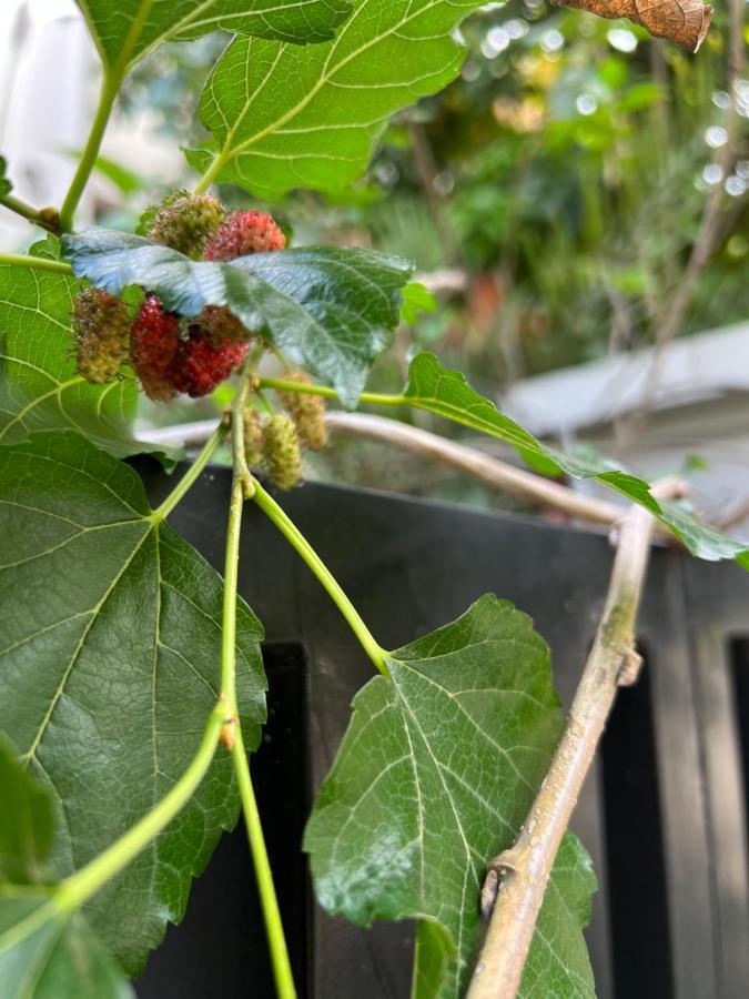 פנום פן White River Guesthouse מראה חיצוני תמונה